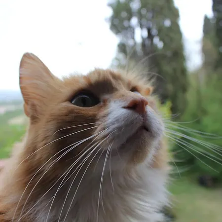 Badia Il Vingone Casa rural *